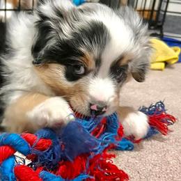 Miniature Australian Shepherds and Toy Australian Shepherds from Happy Puppy Paws