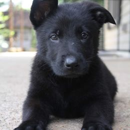 German Shepherd Puppies from Ridgeline Shepherds