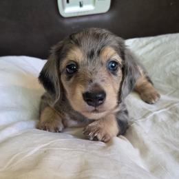 Jett - Dapple male Dachshund puppy in Eldon, Missouri from Pure Joy Dachshunds