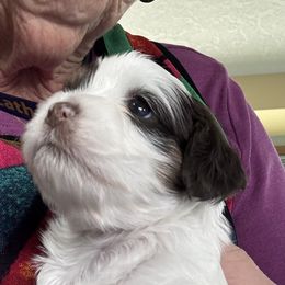 Cavapoo Puppies from Sweetheart Cavapoos