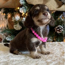 Rose - Chocolate and cream female Dachshund puppy in Lincoln, Arkansas from Red Dirt Dachshunds