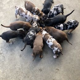 Catahoula Leopard Dog Puppies from Coweeman Catahoulas