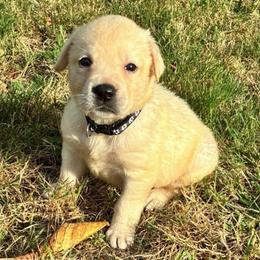 Girl 4 purple collar - Yellow female Labrador Retriever puppy in Arlington, Washington from Stout's Hunting Labs and trsbullies