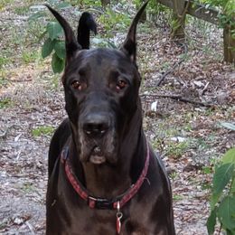 LALA - Great Dane