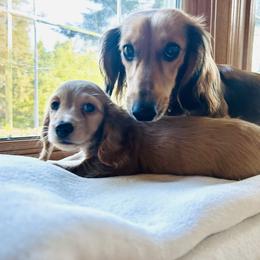 Dachshund Puppies from Guiley Doxies