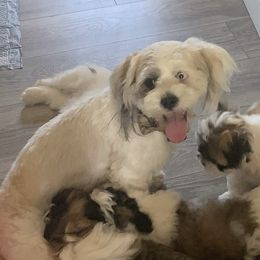 Beth - Lhasa Apso