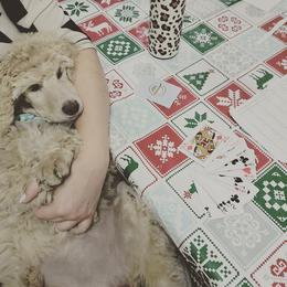 Poodle Puppies from Leah Reeves