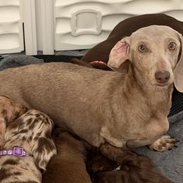 Dachshunds from 8 Dach Army Mini Doxies