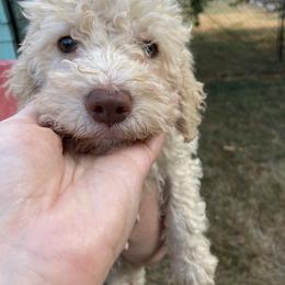 Janet - Off-white Lagotto Romagnolo puppy in Chehalis, Washington from Scarlet Oak Lagotti