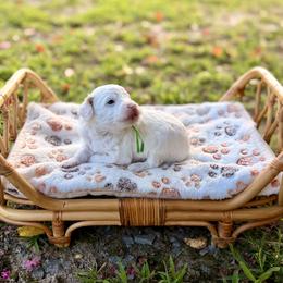 Tide - Parti male Poodle puppy in Dunn, North Carolina from Sandy Creek Kennels