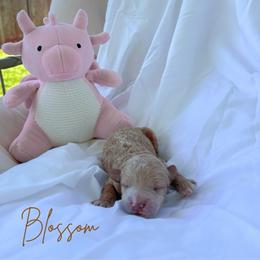 Blossom - Red female Maltipoo puppy in Vancouver, Washington from Pnwfamilydoodles