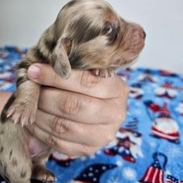 Chocolate and tan dapple female - Dapple female Dachshund puppy in Belle Rive, Illinois from Akin's Miniature Dachshunds, LLC