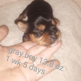 Yorkshire Terrier Puppies from Yorkie Prints