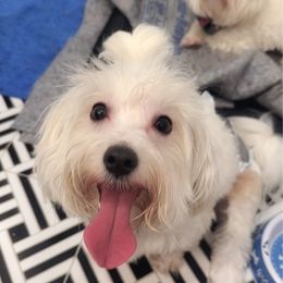 Kronk - Maltese