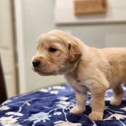Daisy - Golden Retriever puppy in Anchorage, Alaska from Denali Golden Retrievers