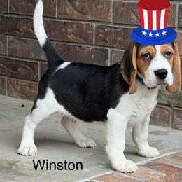Winston - Black white and tan male Beagle puppy in Mansfield, Missouri from Rippee Creek Kennel