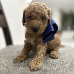 Maxx Blue - Red  male Goldendoodle puppy in Shingle Springs, California from Creamy Retrievers