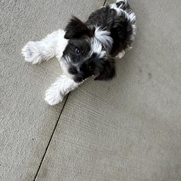 Companion Cross Puppies from Yorkies from the heart