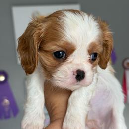 Rosita - Blenheim female Cavalier King Charles Spaniel puppy in Spring Hill, Florida from Stardom Chihuahuas & CKCS