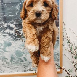 Aussiedoodle, Cockapoo, Miniature Australian Shepherd, and Poodle Puppies from Benson’s Red River Aussies