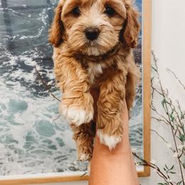 Aussiedoodle, Cockapoo, Miniature Australian Shepherd, and Poodle Puppies from Benson’s Red River Aussies