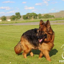 Aura - German Shepherd