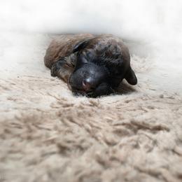 Skyy - Brindle female Poodle puppy in Plainfield, New Jersey from Caris Paws Poodles and Labradoodles