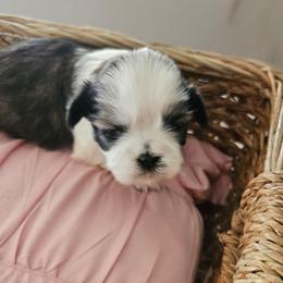 Female 1 - Tricolor female Shih Tzu puppy in Riverview, Florida from Dancing Sun Breeding