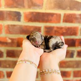 Jellybean - Merle female Labradoodle puppy in Elizabethtown, Kentucky from Reddy Poodles & Doodles