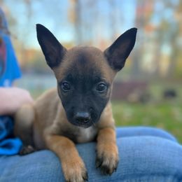 Jazmine - Fawn female Belgian Malinois puppy in Linwood, Michigan from Gillis Malinois LLC
