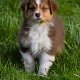 Amber - Red tri-color Australian Shepherd puppy in Croswell, Michigan from Platinum Edition Australian Shepherds