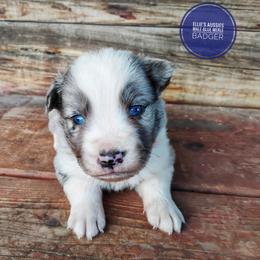 Badger - Blue merle male Miniature Australian Shepherd puppy in Kettle Falls, Washington from Ellie's Miniature Australian Shepherds