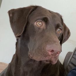 Maya  - Labrador Retriever