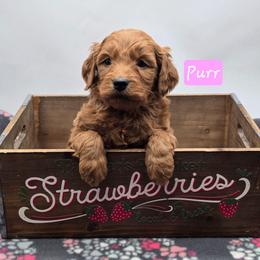 Purr - Red  female Goldendoodle puppy in Neillsville, Wisconsin from Granton Creek