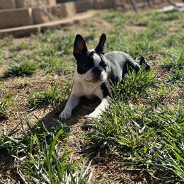 Lilo - Boston Terrier