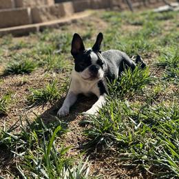 Lilo - Boston Terrier