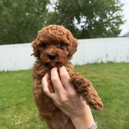 Cove - Apricot female Cavapoo puppy in Spanish Fork, Utah from Poseydoodle