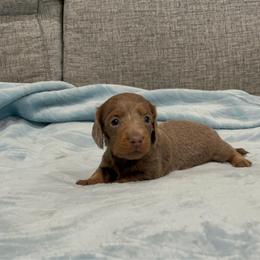 Mocha (pet only) - Fawn (isabella) and tan female Dachshund puppy in Gainesville, Texas from Diamond B Doxies