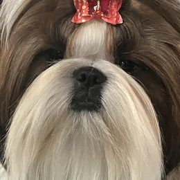 Duchess - Shih Tzu
