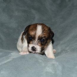 Ina Girl 2 - White and tan female Russell Terrier puppy in Middletown, Virginia from DBF Russell Terriers