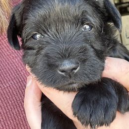 Miniature Schnauzer Puppies from Dishman's Miniature Schnauzers