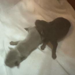 Boy 3 - Fawn (isabella) and tan male Miniature Pinscher puppy in Morrow, Ohio from Lucy’s Min Pin