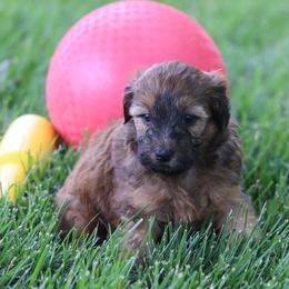 Pearl - Wheaten female Whoodle puppy in West Bend, Iowa from Blue Skies Terriers