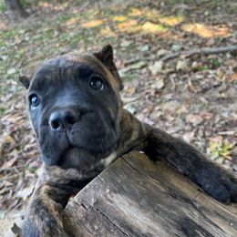 Joplin - Cane Corso puppy from Reverence Cane Corso