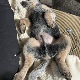 Australian Cattle Dog Puppies from Fox Hill Cattle Dogs