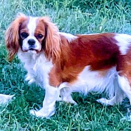 Mizu - Cavalier King Charles Spaniel