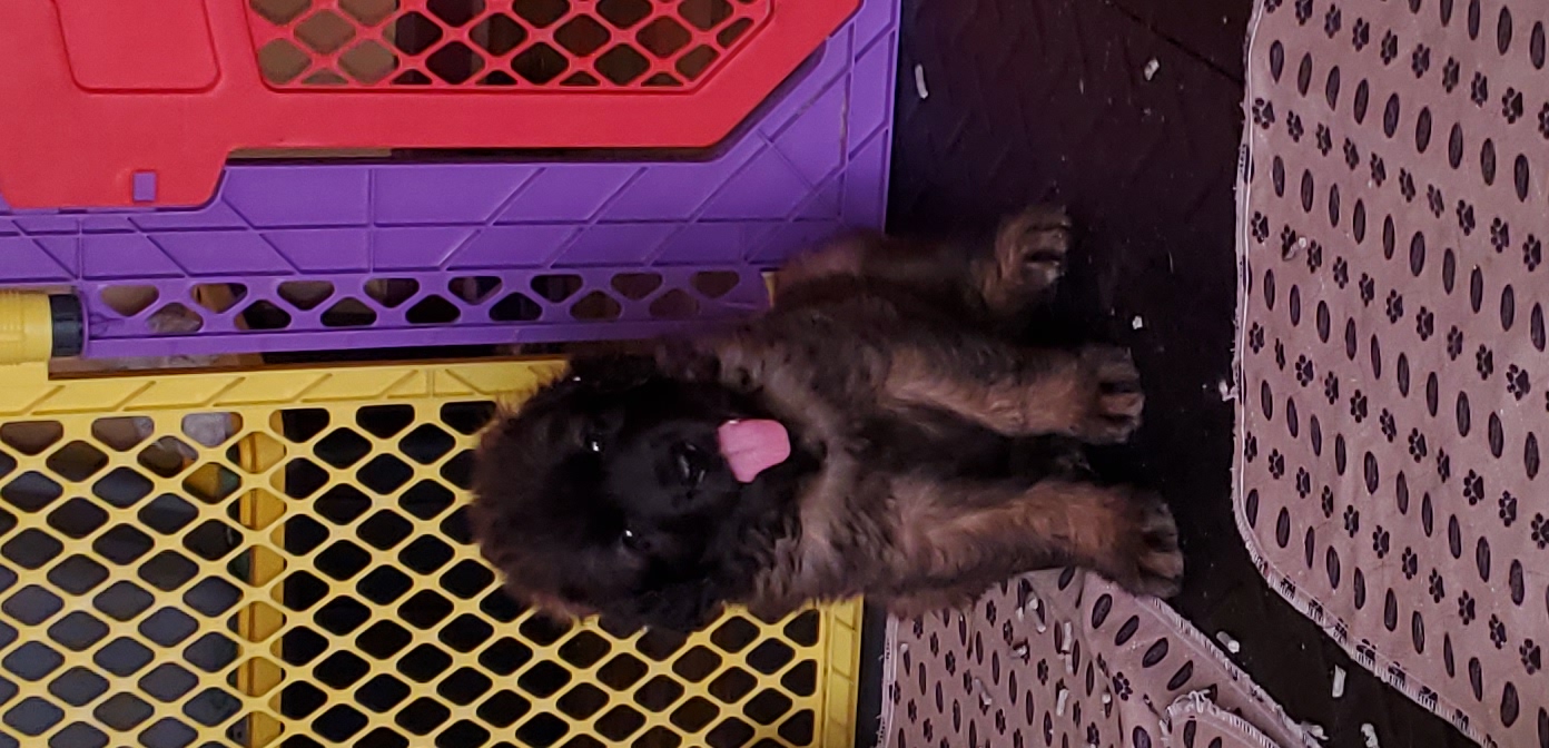 Leonberger Puppies from Corazon de Leon Leonbergers