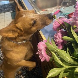 Australian Cattle Dog Puppies from SB Heelers Cattle Dogs and Performance Horses