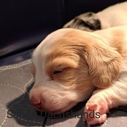 Dachshund Puppies from Schön Duchshund