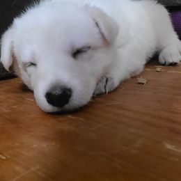 German Shepherd Puppies from Arctic Argonauts